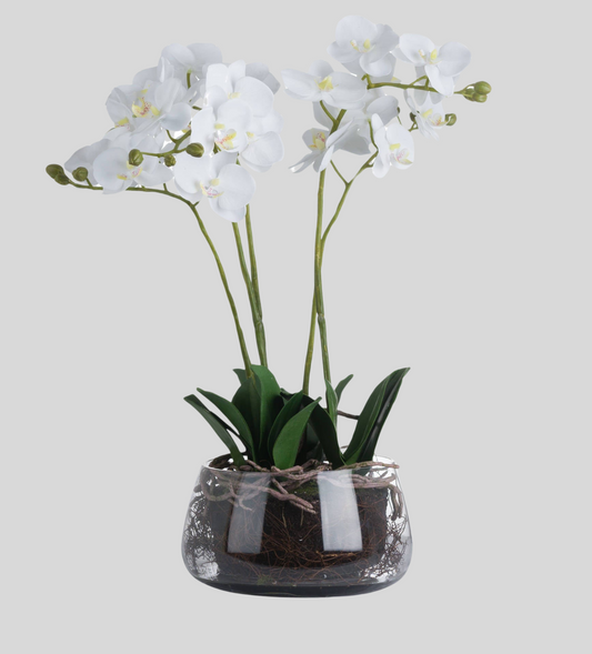 Tyche White Orchid