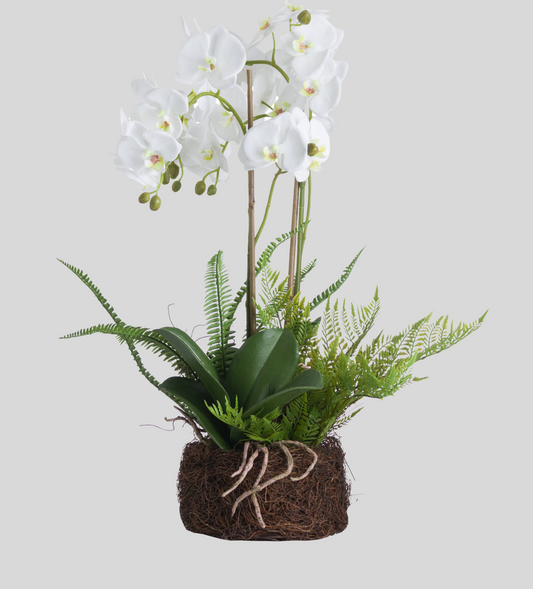 Enyo White Orchid