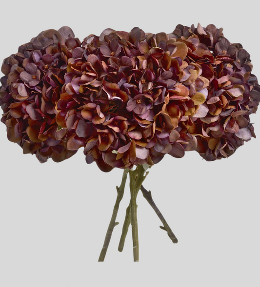 Autumn Coffee Hydrangea