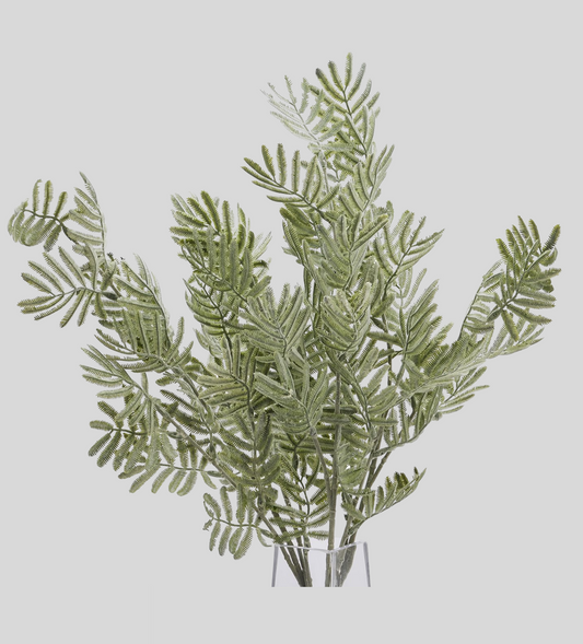 Silver Wattle Leaf