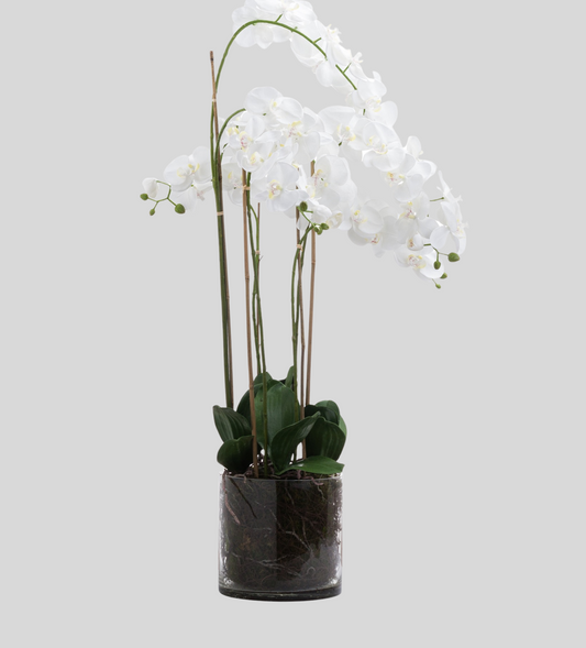 Large White Tall Orchid In Glass Pot